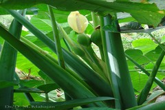 Alocasia macrorrhizos